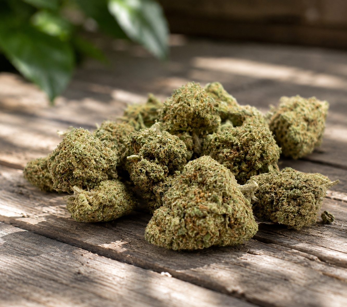 Golden Banana Kush – Small buds