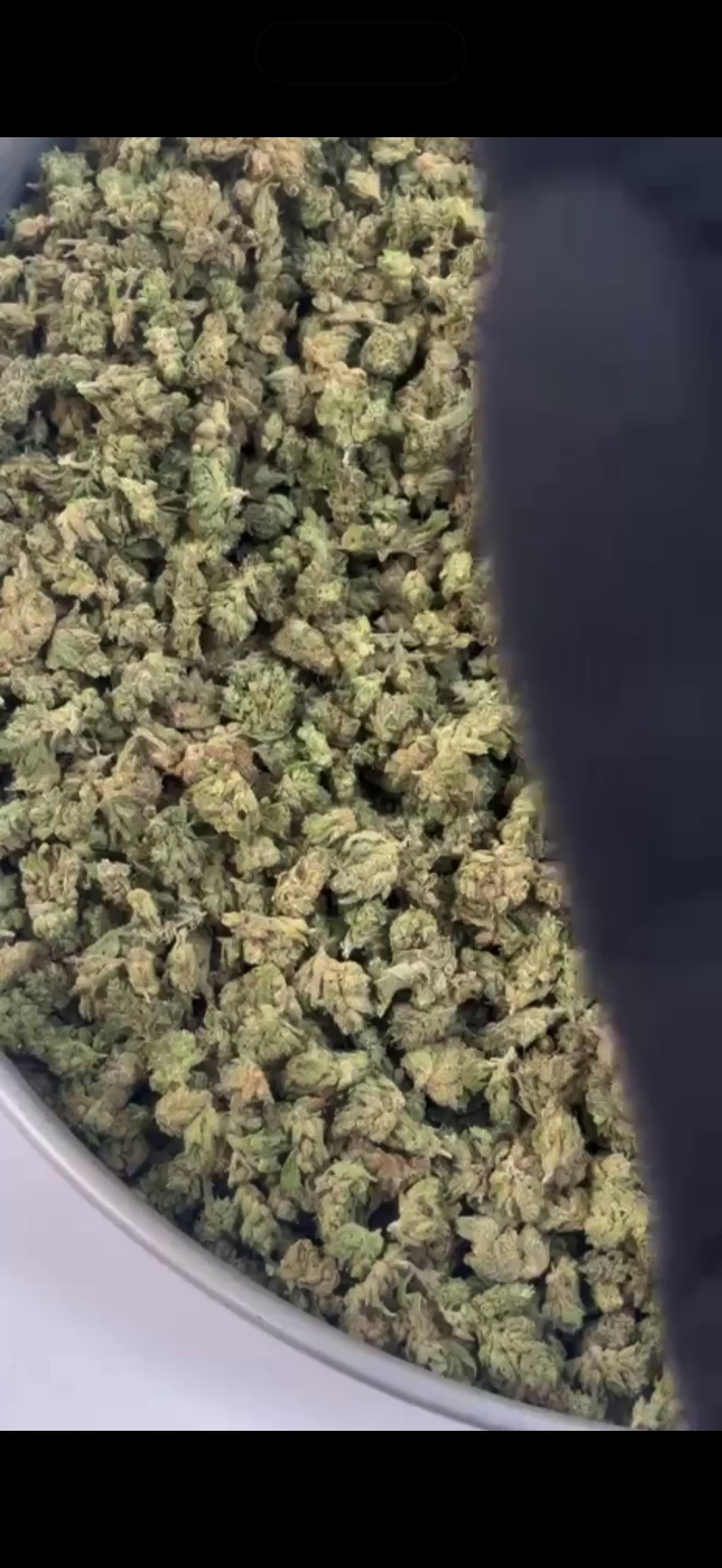 Small Buds B23 Haze 30%