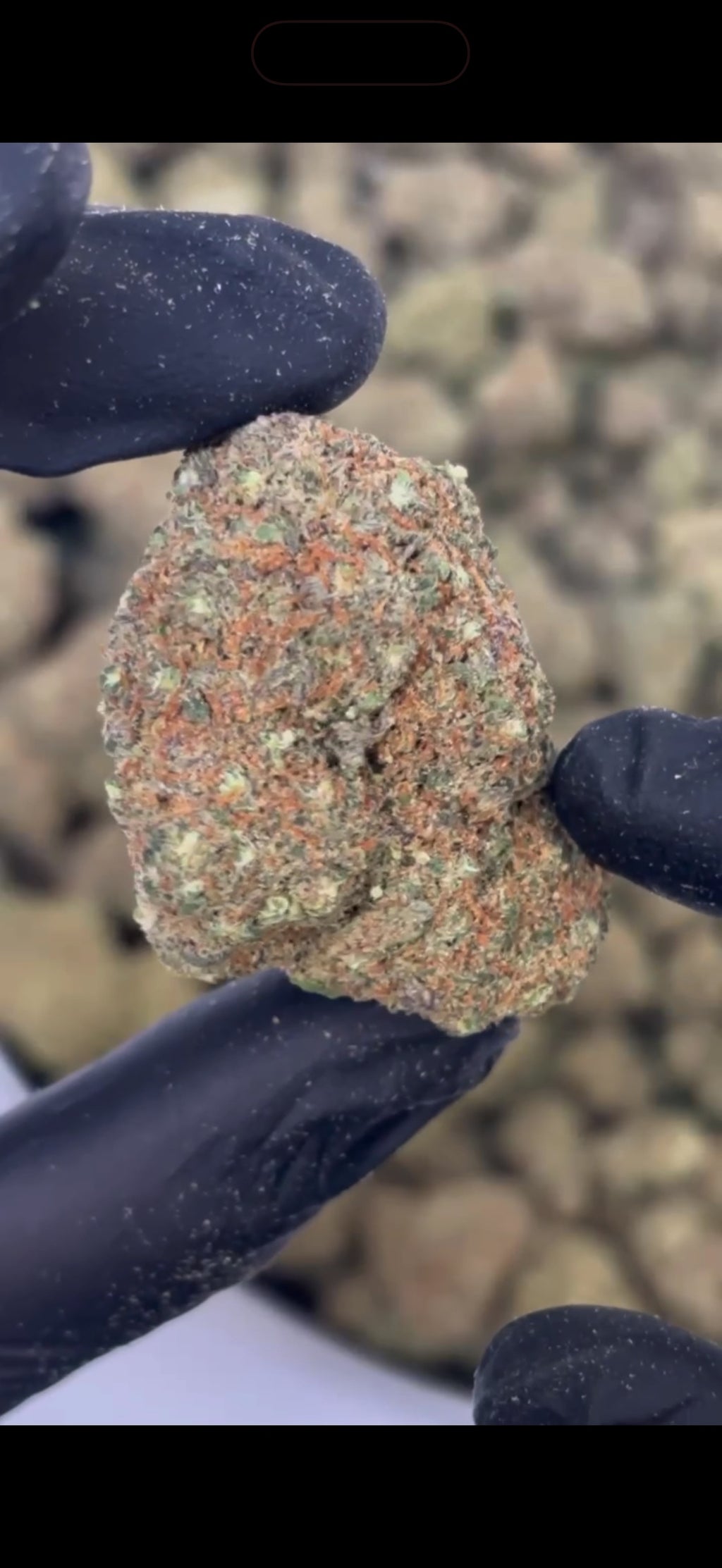 Gorilla Mandarina