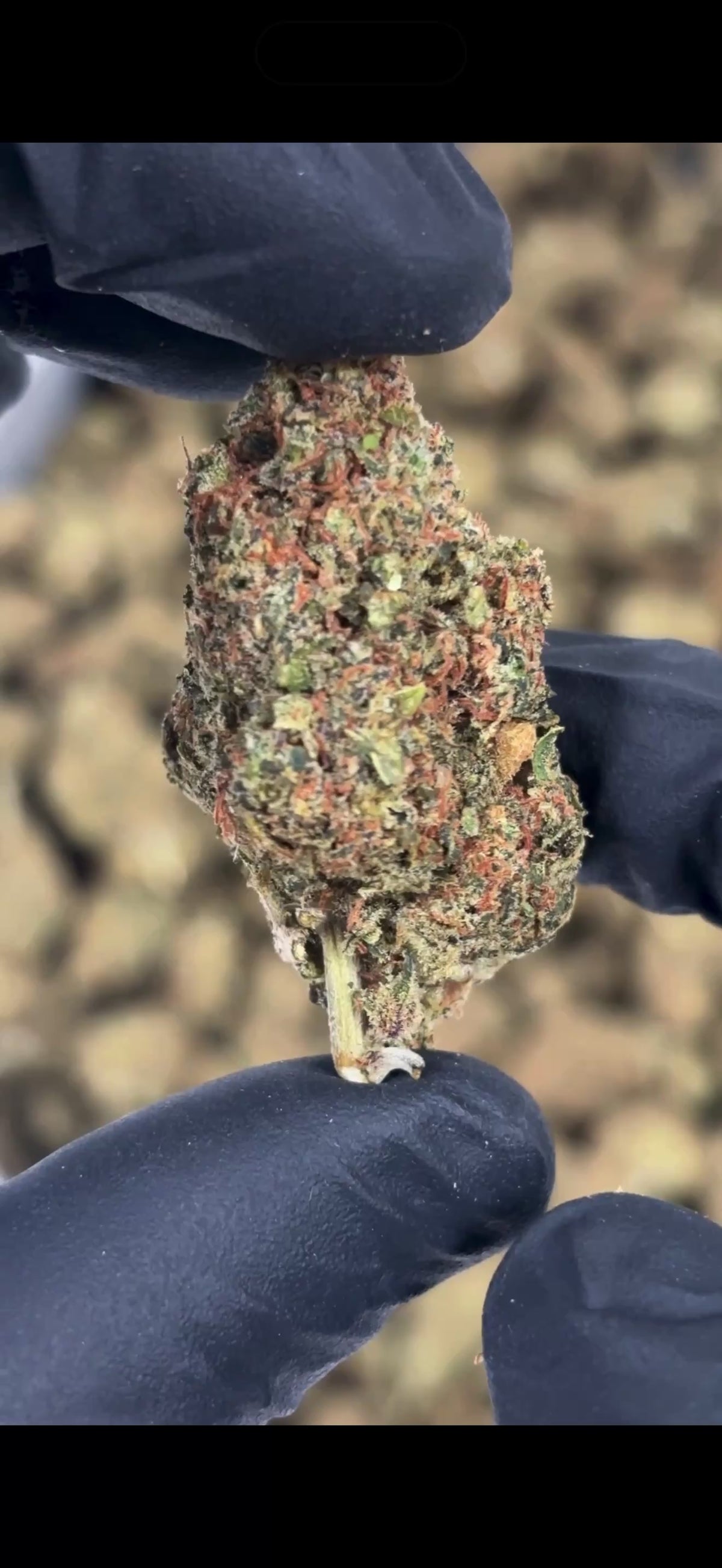 Orange bud 40%