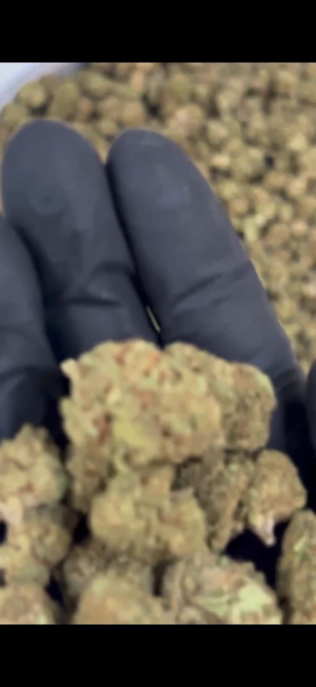 Golden Banana Kush – Small buds