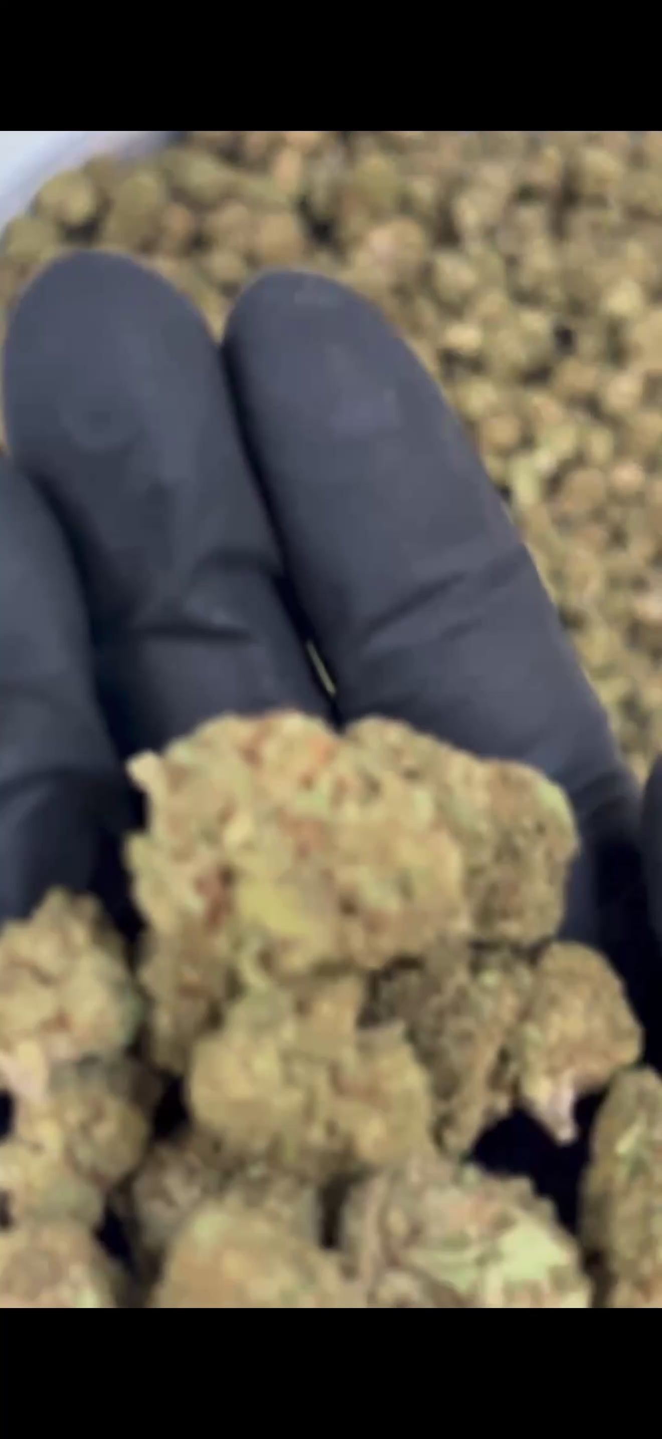 Golden Banana Kush – Small buds