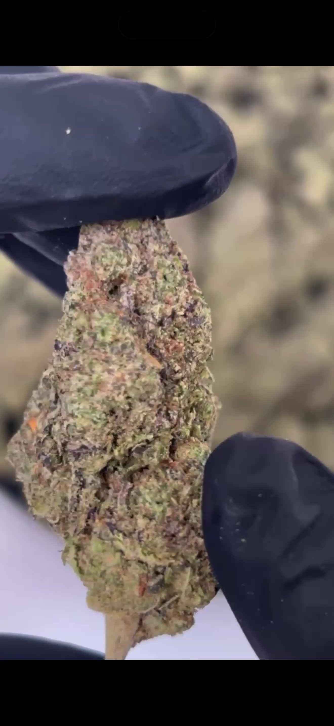 Midnight Snow OG